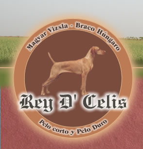 Rey D' Celis Kennel - Hungarian Shorthaired - R&ouml;vidsz&ouml;ru Magyar Vizsla - Braco H&uacute;ngaro de Pelo Corto